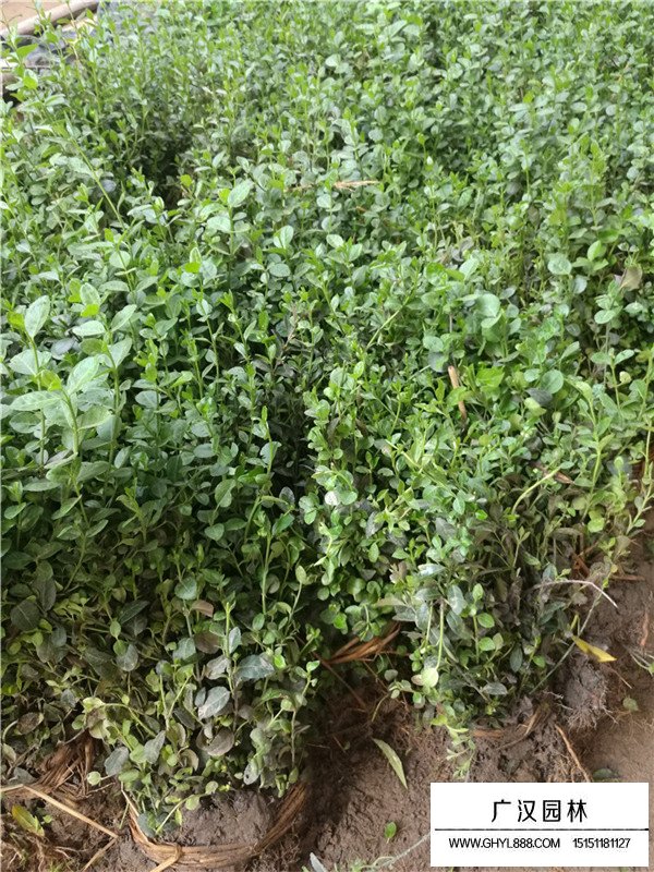 小葉扶芳藤的用途(圖1)