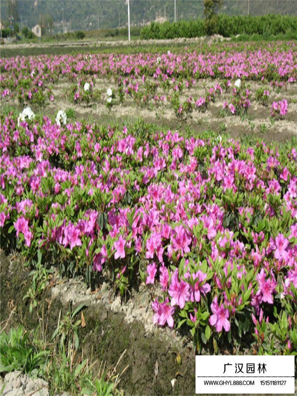 毛鵑的主要價(jià)值(圖3)