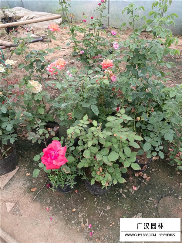 月季有沒(méi)有園林價(jià)值(圖1)