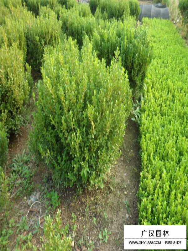 豆瓣黃楊苗的實(shí)用價(jià)值(圖3)