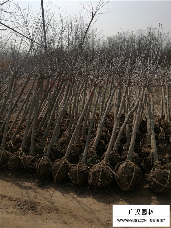 獨桿丁香的綠化價值(圖1)