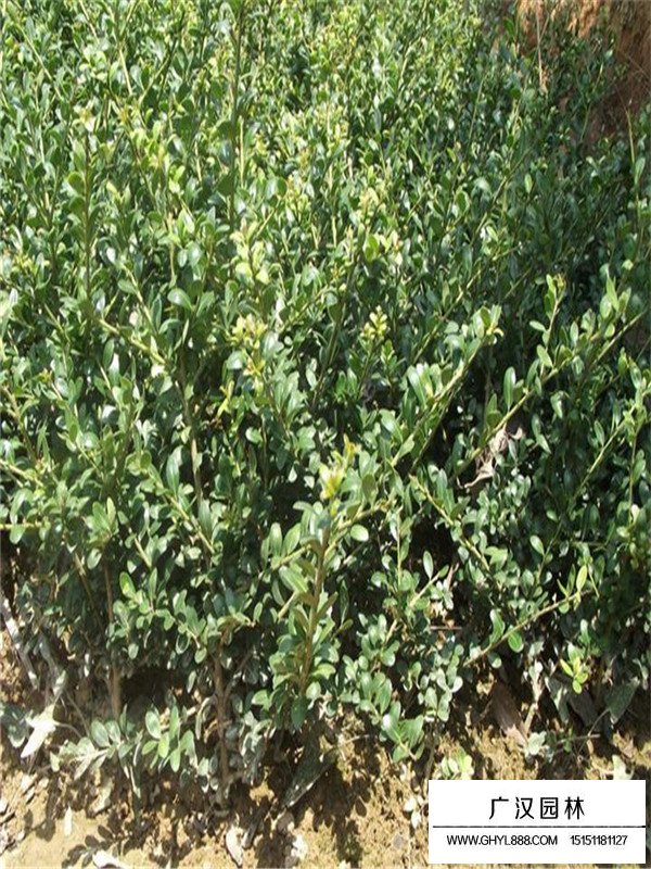 龜甲冬青能做盆景嗎(圖2)