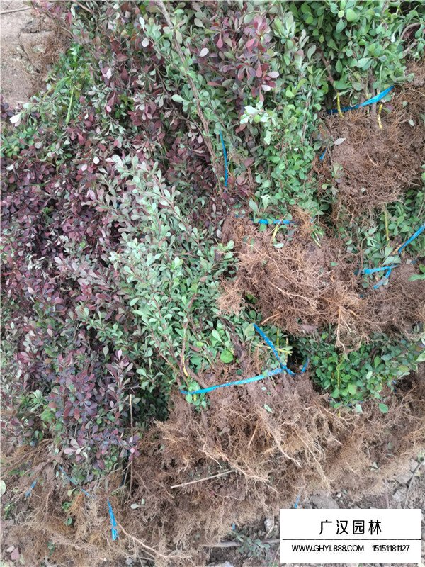 紅葉小檗的藥用價(jià)值(圖2)