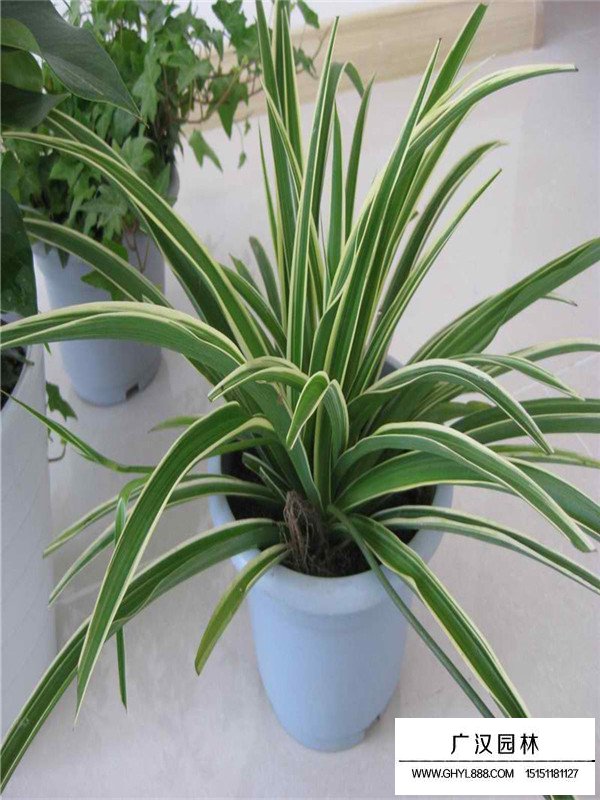 金邊麥冬的繁殖方法(圖2)