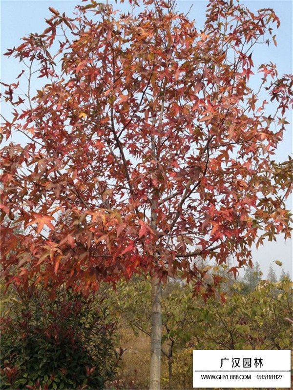 北美楓香怎么種植(圖2)
