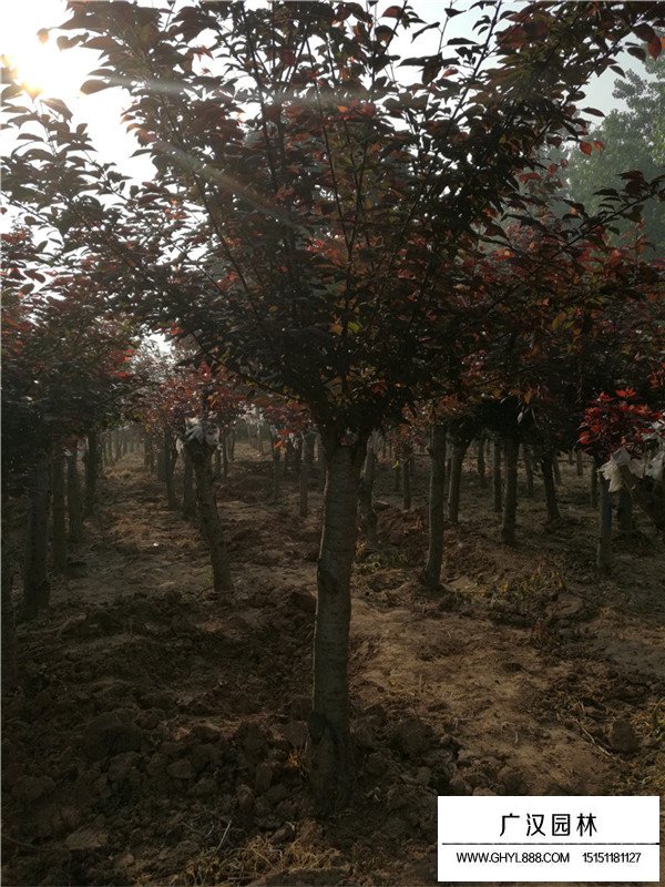 美人梅的經濟用途(圖2)