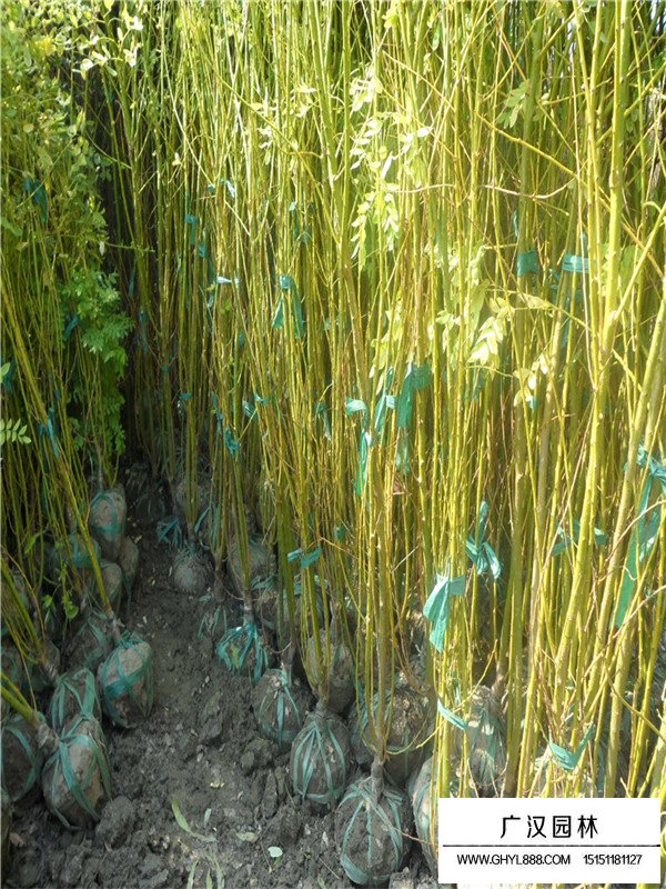 黃金槐的病蟲防治(圖2)