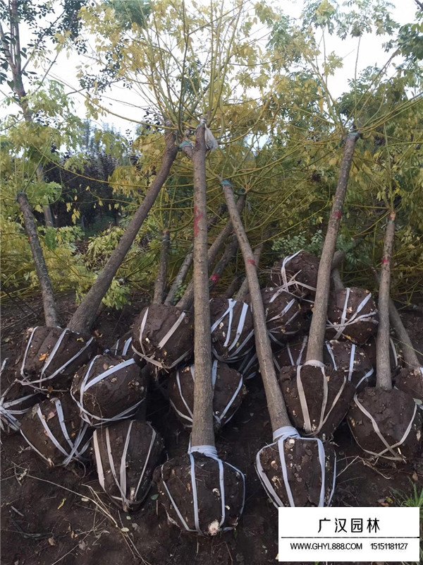 黃金槐的病蟲防治(圖3)