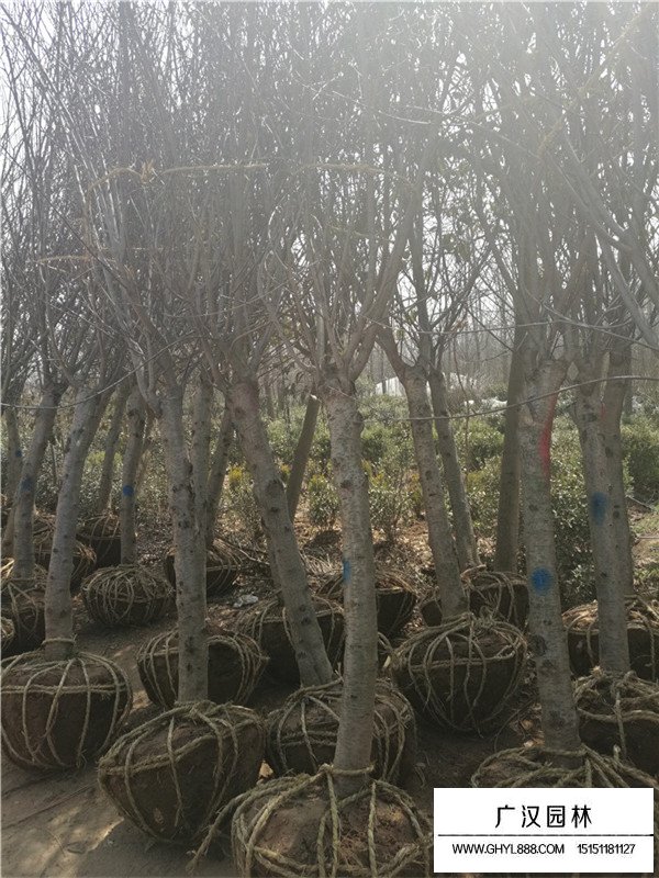 紫葉碧桃的生長環(huán)境(圖3)