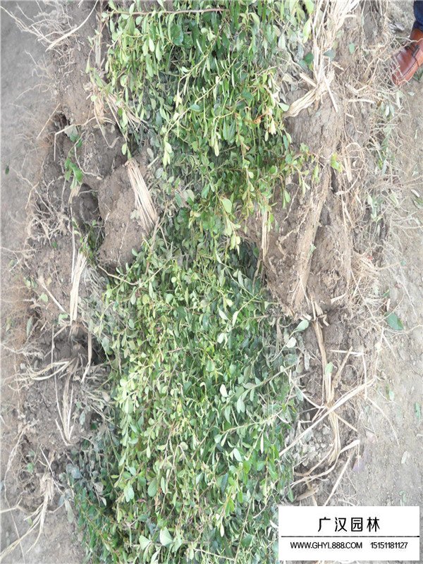 小丑火棘的用途(圖1)