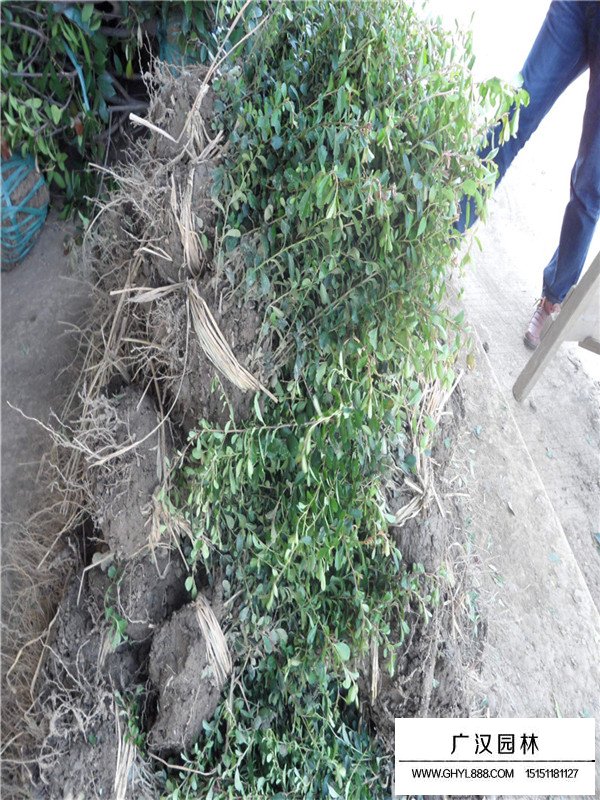 小丑火棘的用途(圖2)