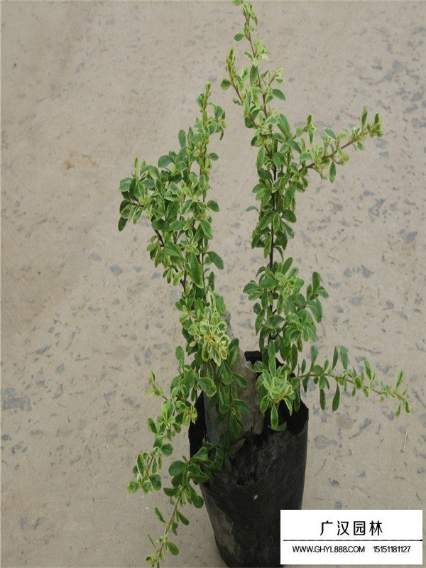 小丑火棘的用途(圖3)