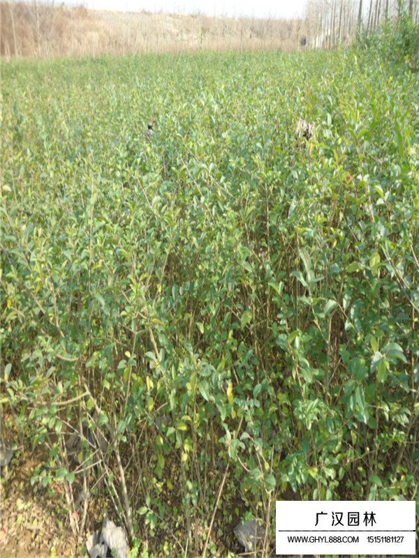 水蠟樹(shù)的分布(圖1)