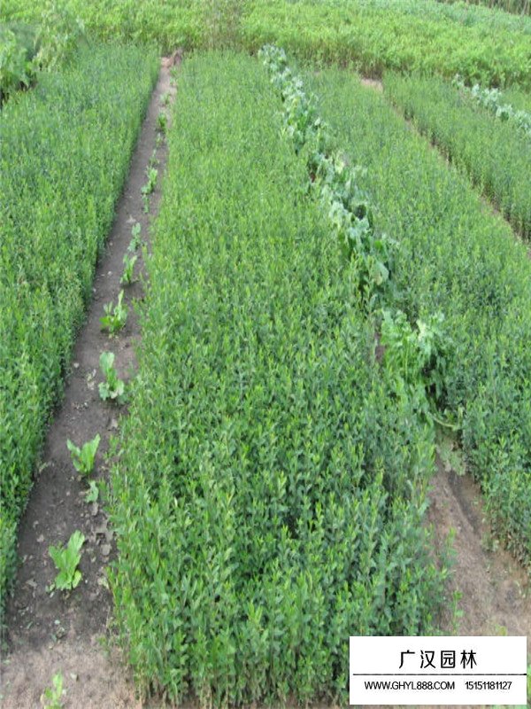 水蠟樹(shù)的分布(圖2)