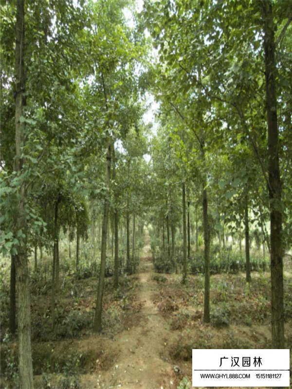 銀杏樹的自身價值(圖3)