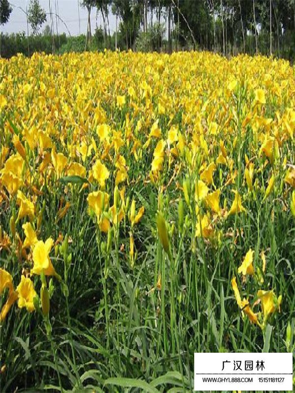 金娃娃萱草的分布范圍(圖2)