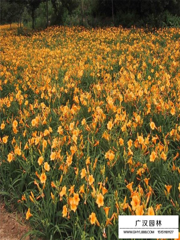 金娃娃萱草的分布范圍(圖3)