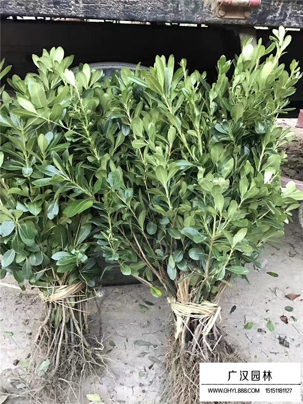 海桐工程苗的培育(圖4)