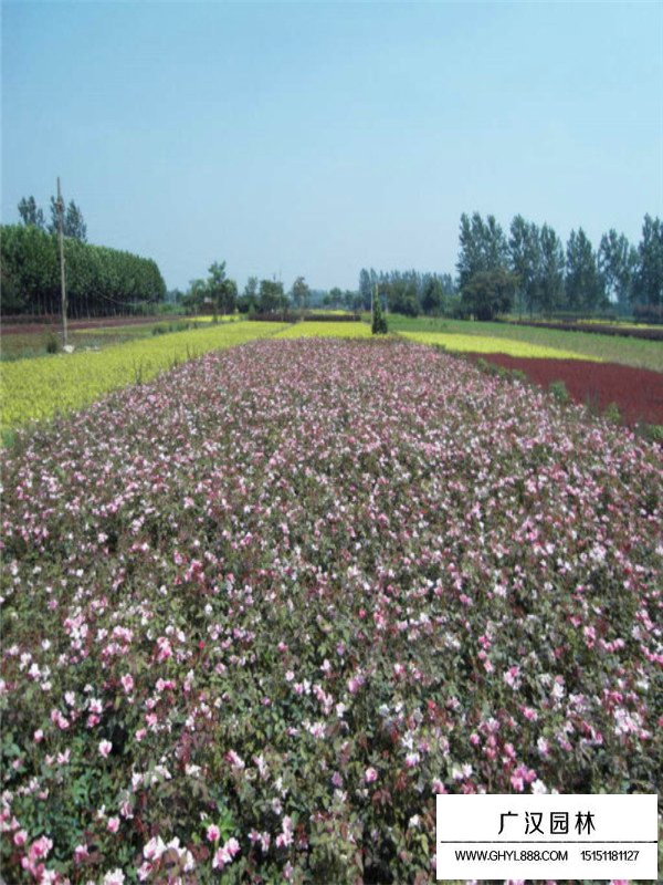 怎么制作大花月季盆栽(圖2)