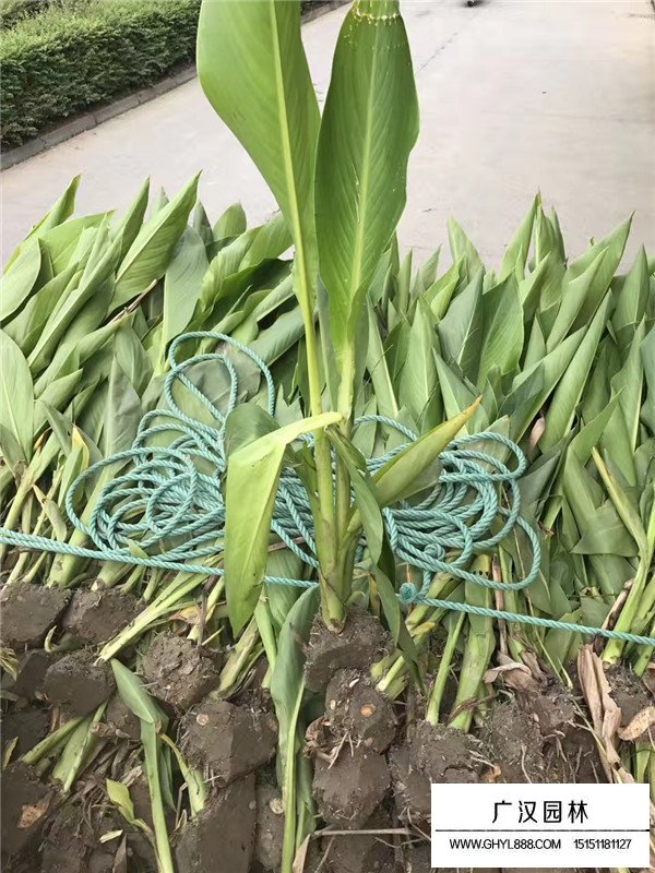 美人蕉的用途(圖4)