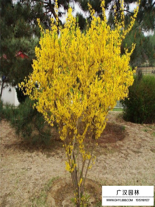 連翹的應用(圖3)