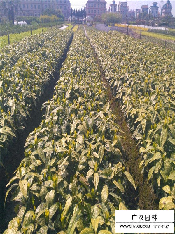 灑金珊瑚的繁殖方式(圖1)