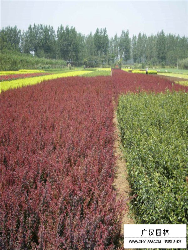 紫葉小檗苗哪里多(圖3)