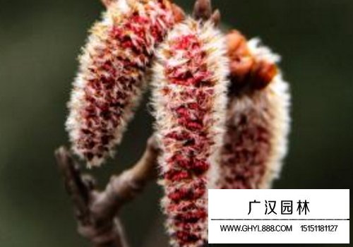 楊樹花圖片