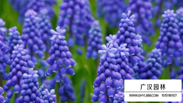 風信子花語是什么？有什么寓意？