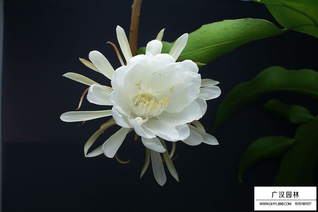 曇花花語是什么？有什么故事？