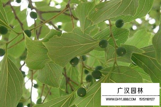 樸樹的修剪季節(jié)