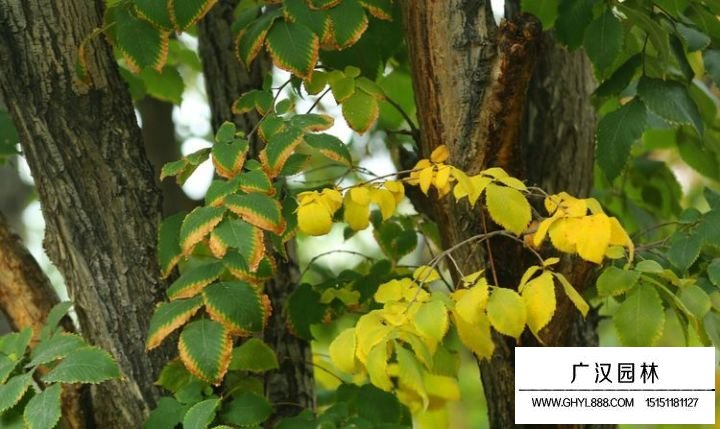 櫸樹葉子發(fā)黃是什么病