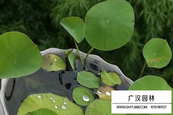 家養(yǎng)的荷花爛葉怎么辦