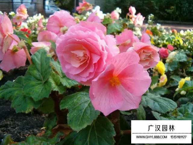 球根海棠葉子爛邊怎么辦