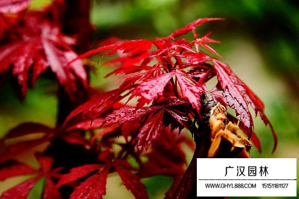 紅楓的扦插時間及方法