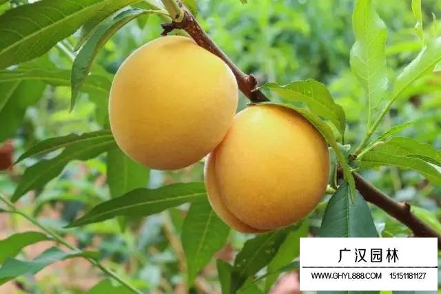 炎陵黃桃?guī)啄杲Y(jié)果