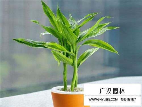 水養(yǎng)竹子葉子發(fā)黃怎么補救