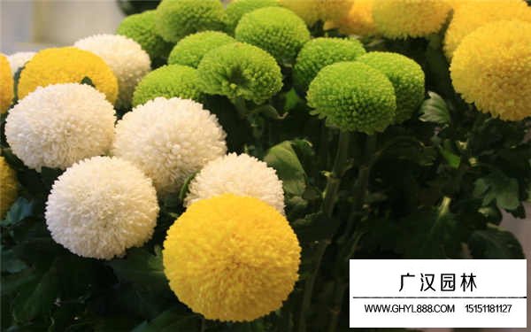 乒乓菊一年開(kāi)幾次 什么時(shí)候開(kāi)花