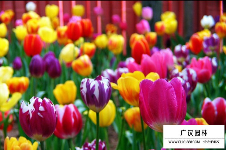 豪華郁金香花語(yǔ)