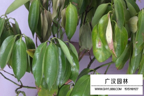 平安樹的葉子長斑干枯