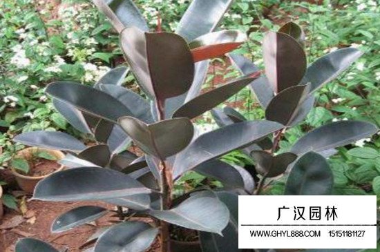 橡皮樹葉子變黃的四種原因,你都知道了嗎