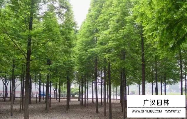 水杉種植之炭疽病的防治