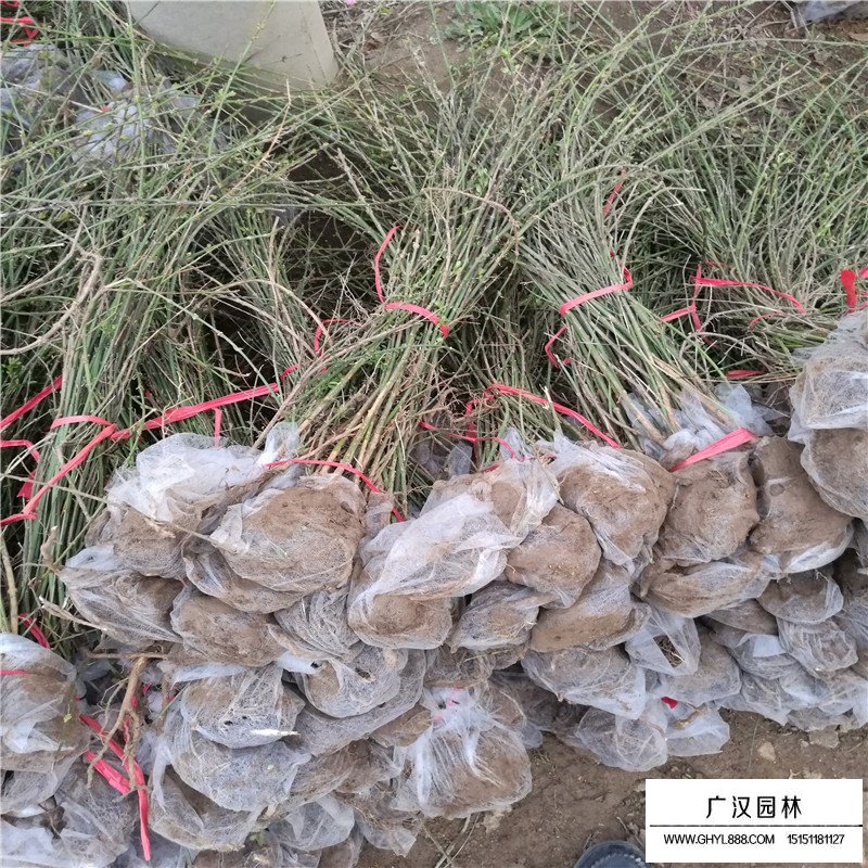 迎春大樹苗價(jià)格