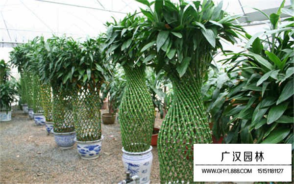 富貴竹怎么修剪 方法是什么