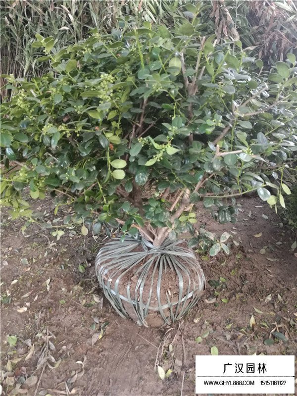 無(wú)刺枸骨球