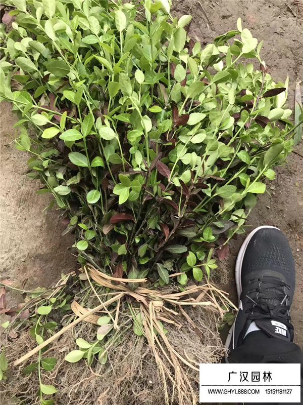 小葉扶芳藤小苗