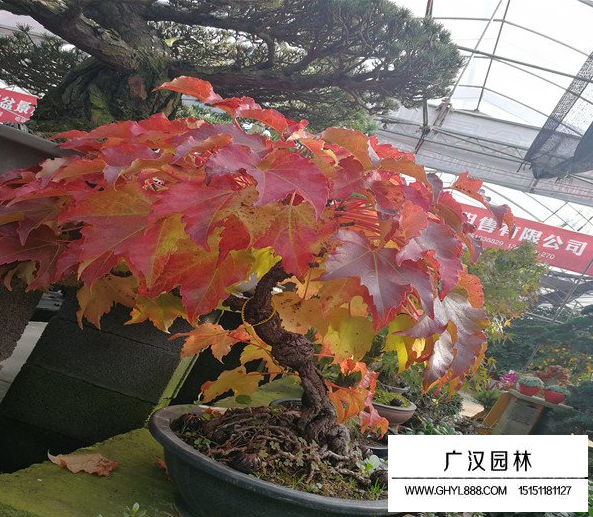 美國(guó)爬山虎