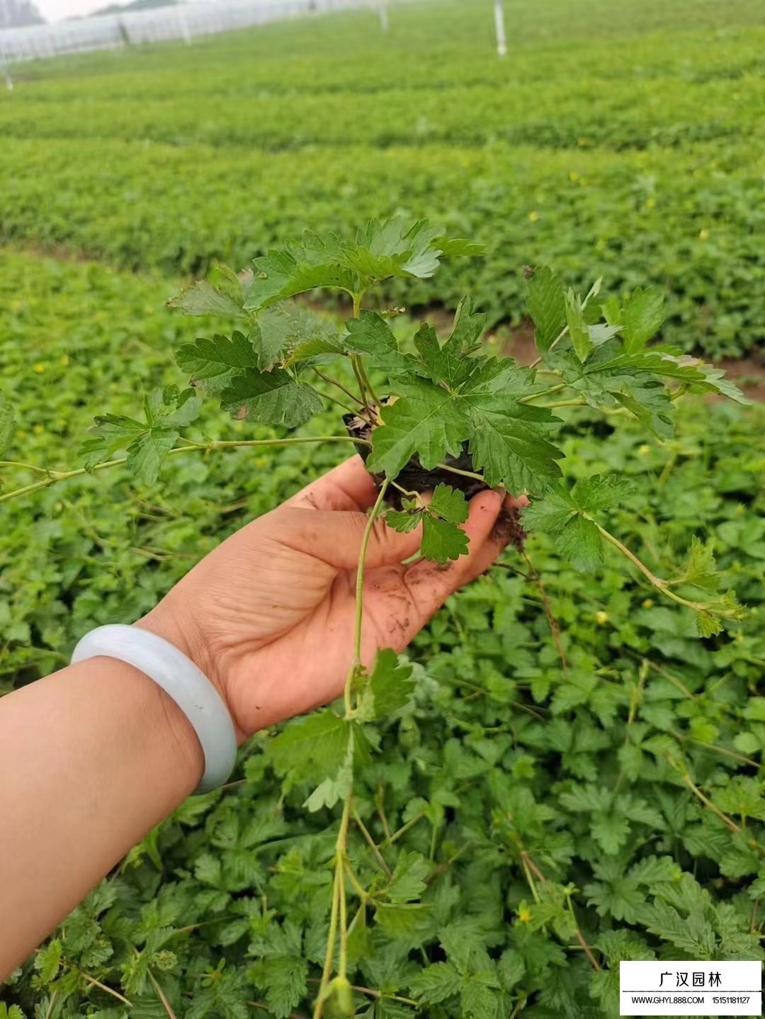 三葉委陵菜小苗