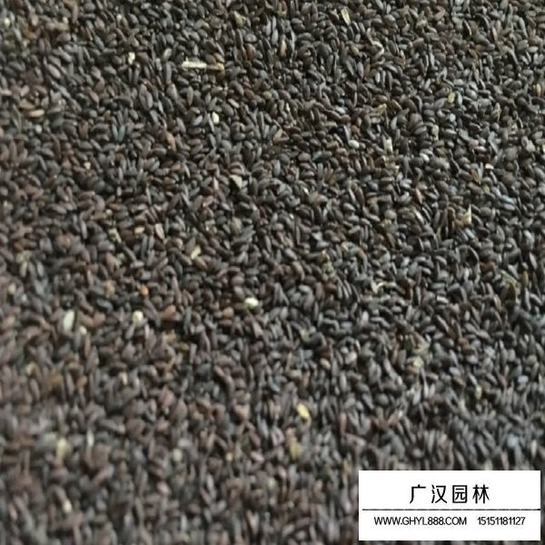 紅花鼠尾草種子