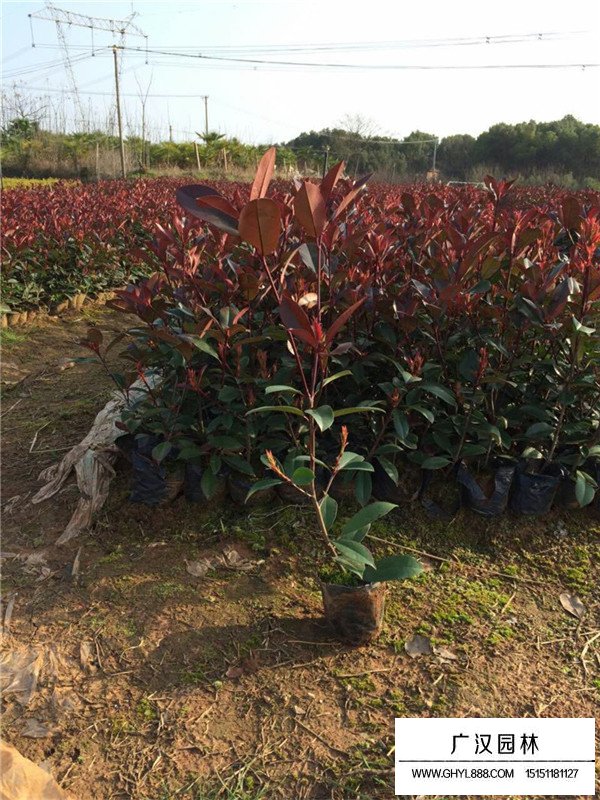 紅葉石楠苗